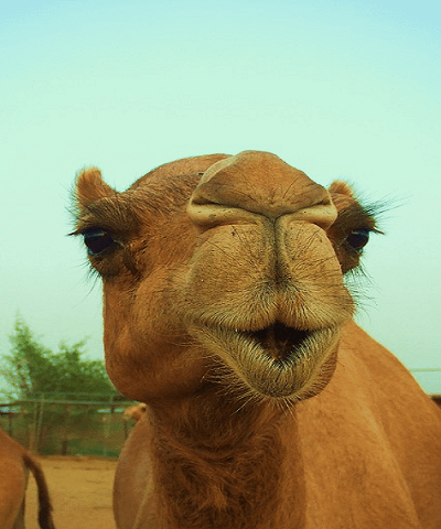 leche de camello