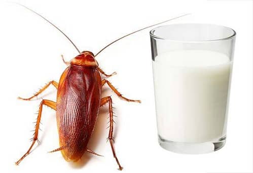 leche de cucaracha