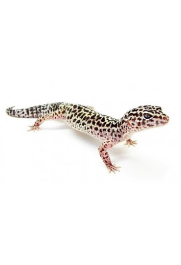 Comprar Gecko