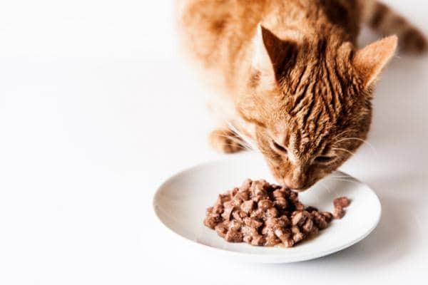 Mejor Comida Humeda Para Gatos